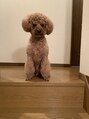 デイジーラッシュ 神戸三宮店(Daisy Lash) トイプードル大好きです☆これは実家のワンちゃんです♪
