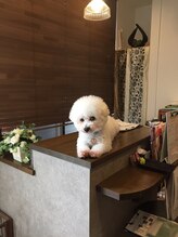 ミーテローザ(MITE ROSA) フラン 店長