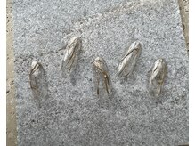 ツリーハウスネイル(tree house nail)/ハンド定額¥5900