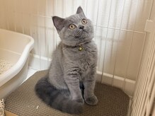 ネココ(NECOCO)の雰囲気(ブリティッシュショートヘアのほたるさん)