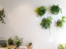 月の和オステオパシーの雰囲気(緑を基調とした落ち着いた店内)