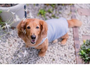 ローズリリーブ/チャミです