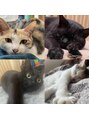 グランジーナ(Gran Jiina) 実家の猫ちゃんズに癒されてます♪