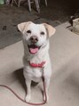 マリヤ(Mariya)&nbsp;愛犬のラムちゃん。茶色い三角お耳がチャームポイント♪