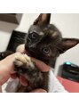 ヨモミー(yomo me!) 2022年8月に家族が散歩中に保護した子猫!奇跡の1枚です笑