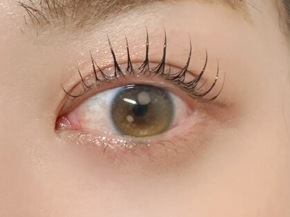 リリー(Lily)の写真