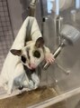 ロータス(LOTUS)&nbsp;家族のフクロモモンガちゃん♪名は銀千代！堪らんです♪