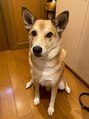 整体院リフィール&nbsp;実家の愛犬です！名前は茶々丸です！