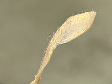 ハリウッドブロウリフトワクシー 渋谷(HOLLYWOODBROWLIFT WAXYYY.)/産毛ごっそり、毛穴詰まり解消