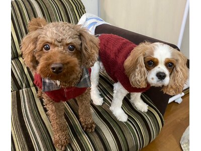 看板犬のチョコ＆モフと共に、笑顔でお迎えします♪