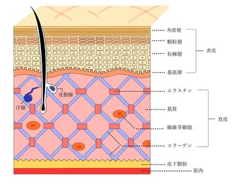 ヘルディン(heldin +555)/お肌の土台"真皮"にアプローチ