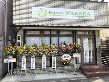 ワカバ(WAKABA)/