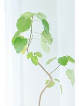 セイル(SAIL)&nbsp;Mium 