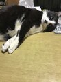 ライトビューティー 本八幡店(LIGHT BEAUTY)&nbsp;うちにはこんなのがいます。縁があってここにいます。