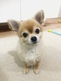 リアナ 船橋店(Riana) 我が家の愛犬ころまるくんです♪オスのチワワです(#^^#)