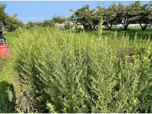 ノフ 名古屋本店(nof)の雰囲気（よもぎ蒸しと本気で向き合いたい。よもぎ畑『nof農園』開始。）