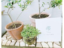 メディカルサロン かとれあ/かとれあVenus