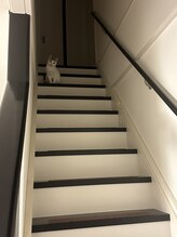 リリー(Lily)&nbsp;ココル 