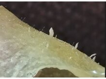 シエスタ 新小岩