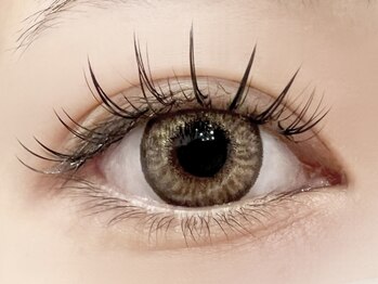 パキラ(Pachira)/【中国網紅】メリハリ束感♪