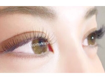 ルピナスラッシュ(Lupinus lash)の写真