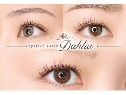 ダリア(Dahlia.)の写真