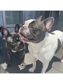 ツヤメキ イオンタウン四日市泊店(TSUYAMEKI)&nbsp;愛犬です！フレブルを飼っています♪