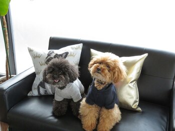 ほぐし屋 ほぐべえ/2頭のワンちゃんがいます♪