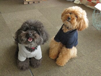 ほぐし屋 ほぐべえ/2頭のワンちゃんがいます♪