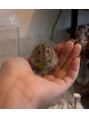 バタフライ 武蔵小杉店(Butterfly) ステップレミングのきぬさんを家で飼ってます♪癒