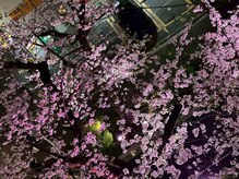 サブスク整体院！駅から徒歩1分の桜の見える素敵な院です！
