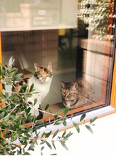 ナチュラリズム/看板猫がご挨拶