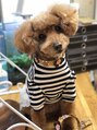 ヘアアンドネイル コージー(Hair&Nail COZY) 愛犬たらこ!2007年生まれ2026年1月28日に虹の橋を渡りました。