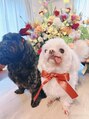 リッシュ(Lish)&nbsp;我が家のわんこ達。マイペースな♂（白）と甘えん坊な♀（黒）