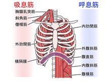 かんとま整骨院 中区鶴舞院/呼吸を支える筋肉