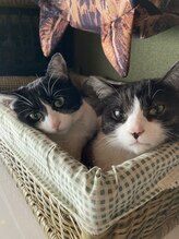 ソワンド ルバンシュ/我が家の猫☆千尋と琥珀☆