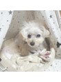 アイプラス ニコ(eye+ nico)&nbsp;犬(チワプー)を飼っています♪