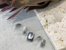 九月9月ニュアンス定額