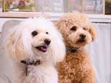 シャルマンローズ(Charmant Rose)の雰囲気(看板犬のリリーとレターです♪)