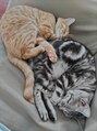 リジェネ(Regene) 実家で猫飼ってます!