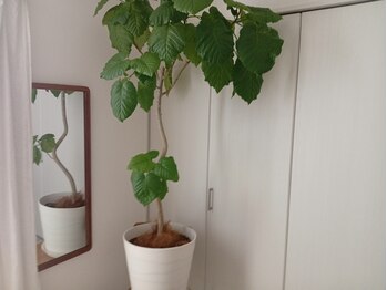 アンノ(anno)/大きなウンベラータがお出迎え★