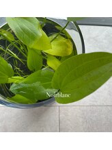 ノワール ブラン(Noir blanc)/