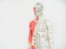 大星鍼灸院の雰囲気（経絡とツボの人体模型です！伝統鍼灸で身体の不調を根本改善！）