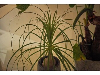 オージャススパ/店内グリーンもイキイキと♪