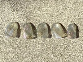 定額ネイル/¥9900