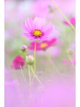 ダリア(Dahlia) Marina