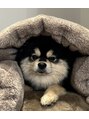 ソワプノン 小牧店(soie punon)&nbsp;我が家の長男ぶん太くんです♪