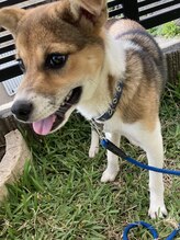 リフレッシュ工房 大分駅前店&nbsp;あんかけ (看板犬)