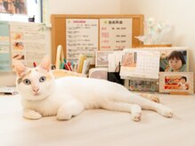 カイロプラクティック 骨盤屋さんの雰囲気（可愛い猫ちゃんとカウンセリング♪）