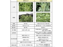 マドロミ(madoromi.)/高品質よもぎ取扱店